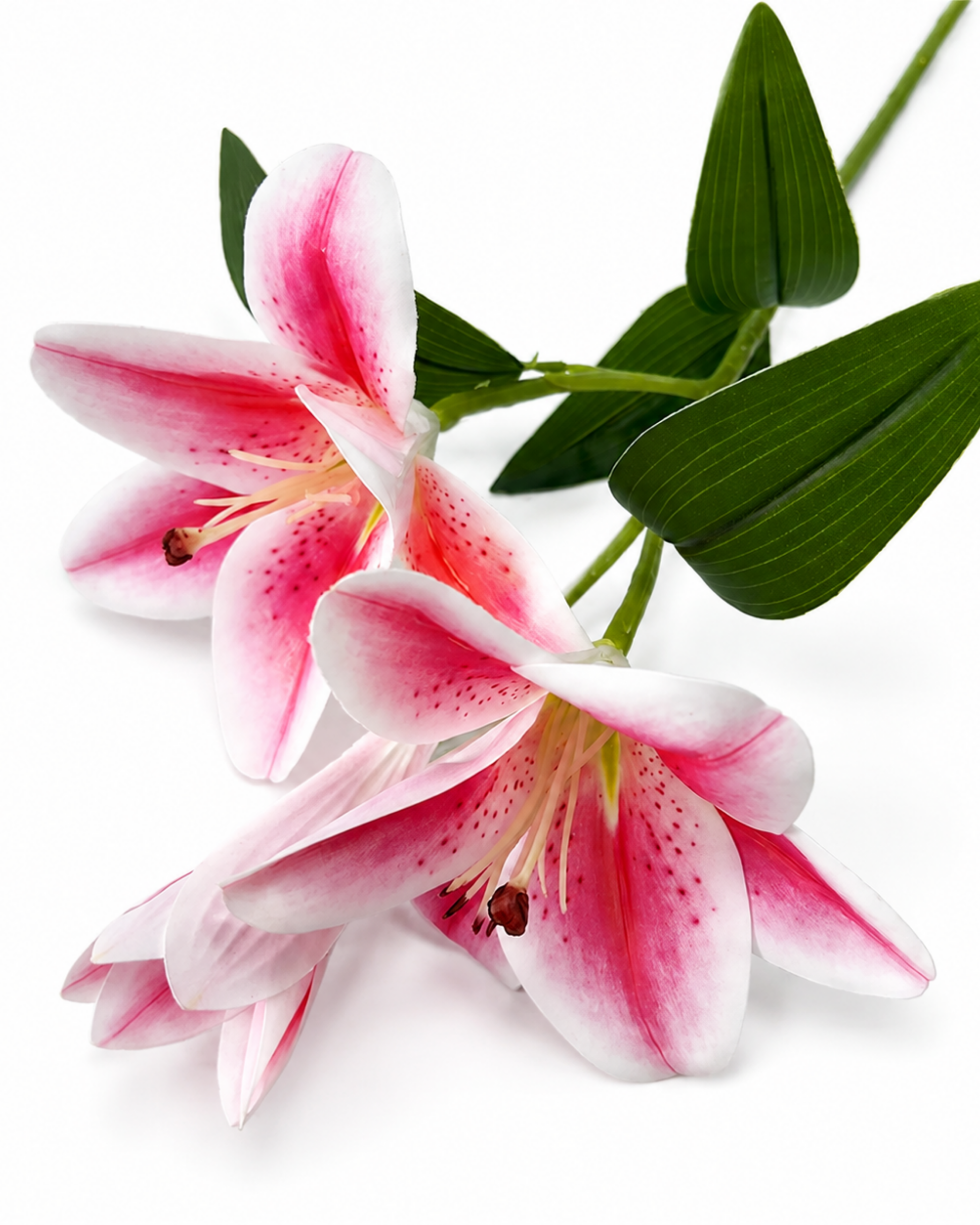 Three pink and white lilies with green leaves and stems, arranged on a clean white background.