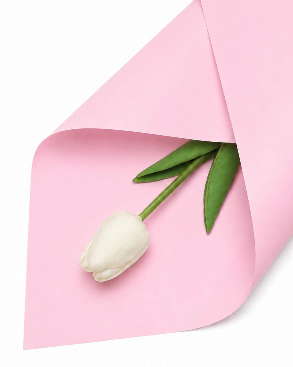 A single white tulip with green leaves wrapped in light pink paper against a clean white background.