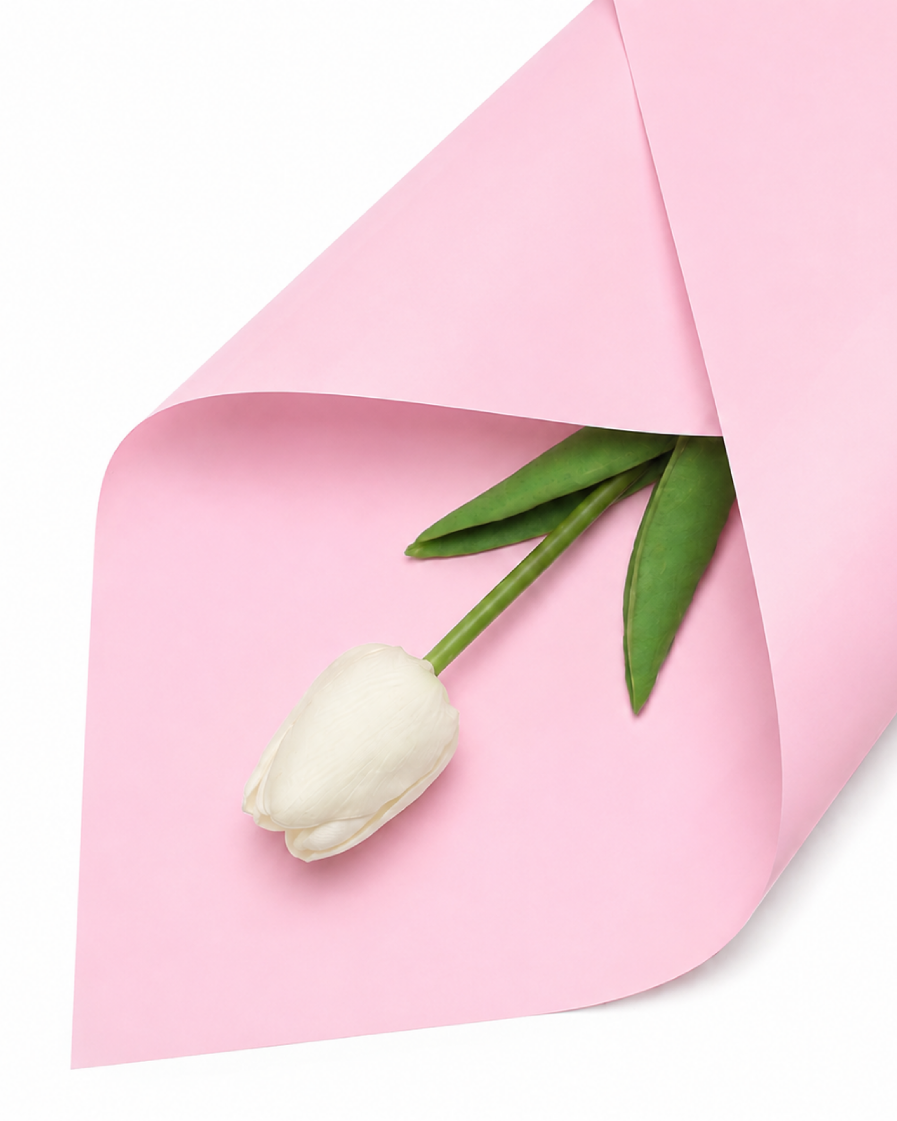 A single white tulip with green leaves wrapped in light pink paper against a clean white background.