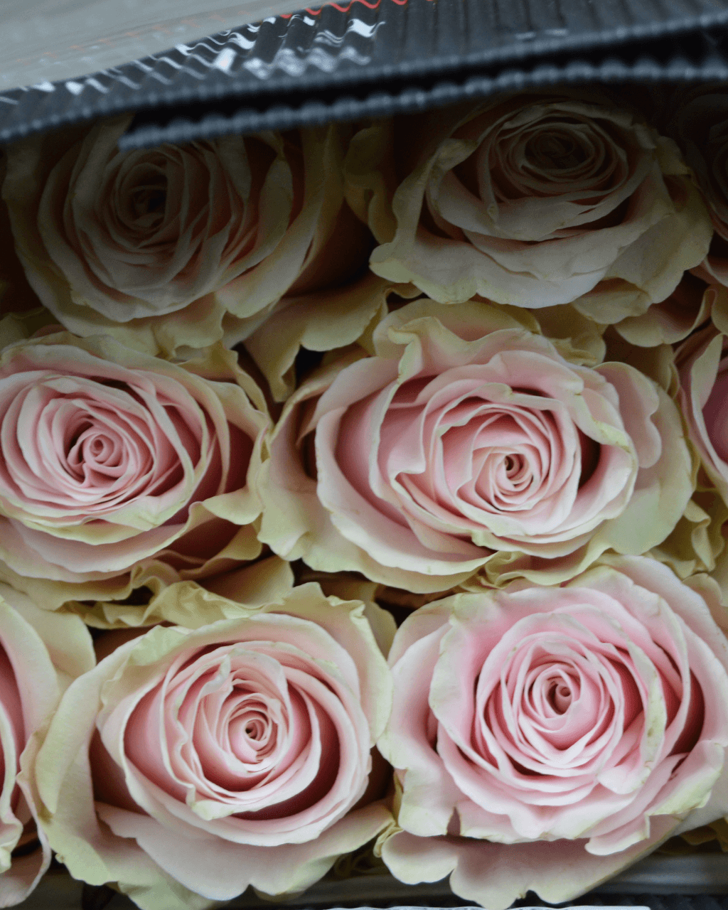 Pink Mondial - Luxberries & Floral