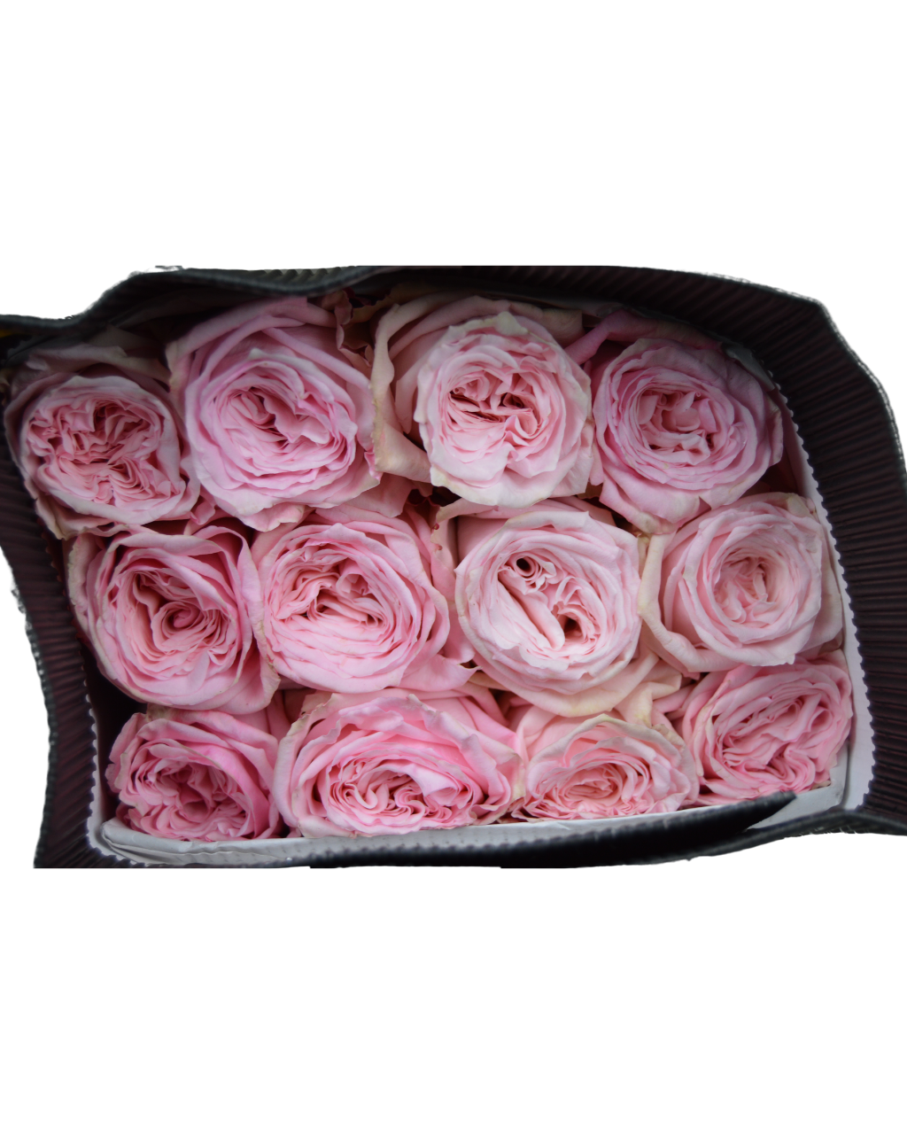 Pink O’Hara Luxberries & Floral