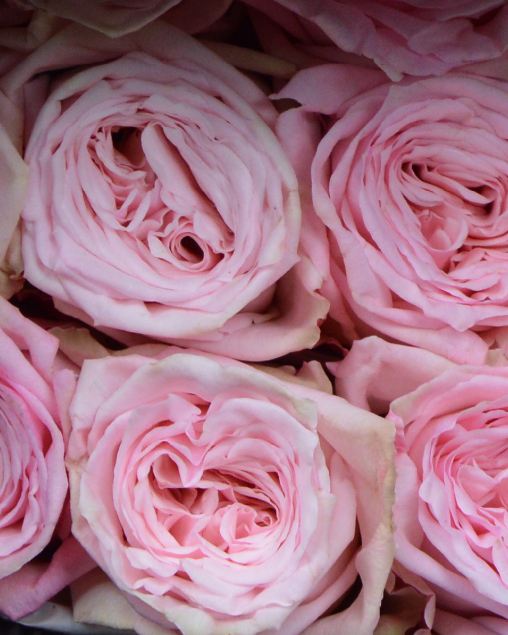 Pink O’Hara Luxberries & Floral