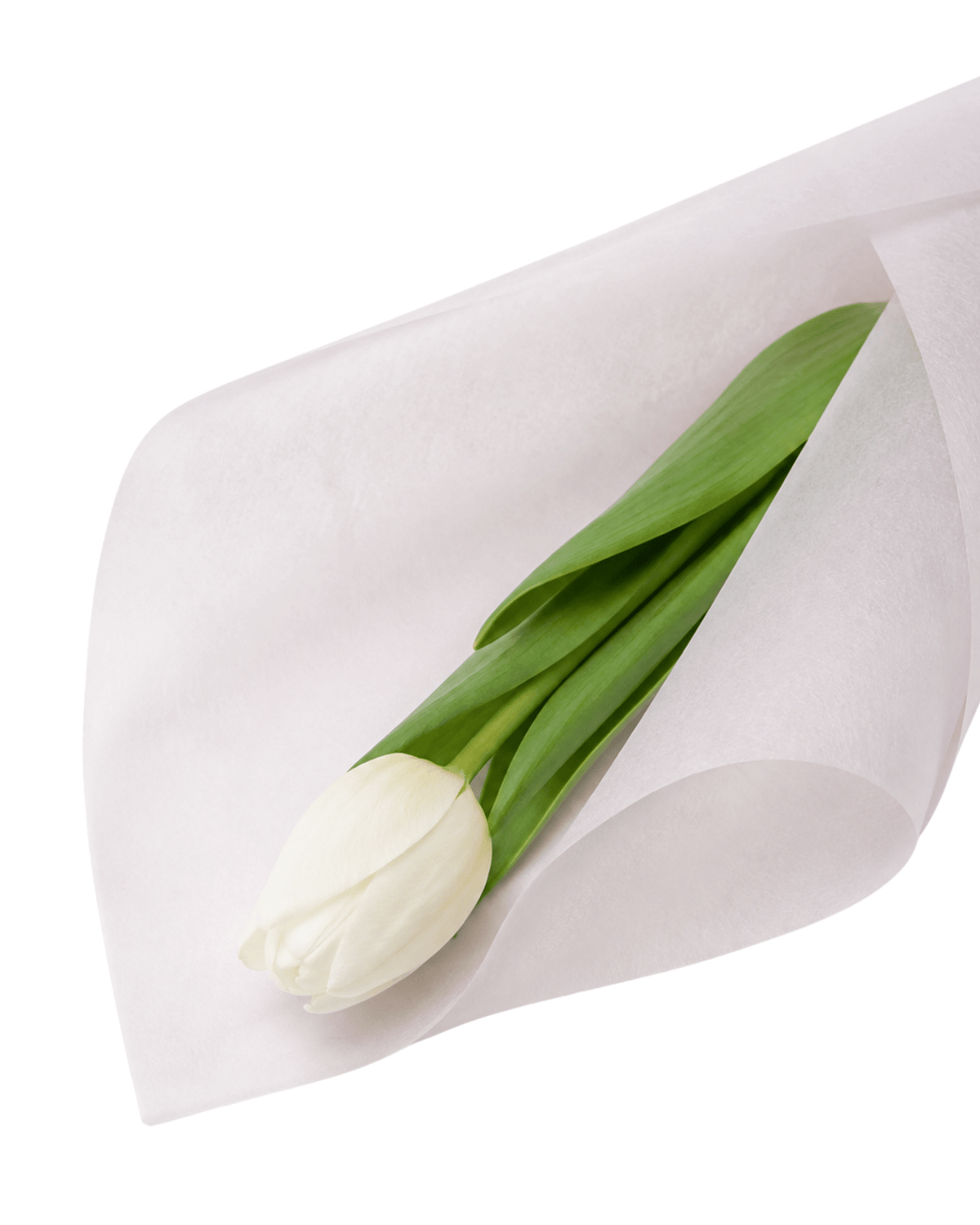 White Milk Tissue Paper - Luxberries & Floral